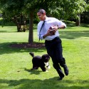 President Barack Obama, with the family dog Bo, playing football on the South Lawn of the  White House May 12, 2009.  White House Photo by Pete Souza.  This official White House photograph is being made available for publication by news organizations and/or for personal use printing by the subject(s) of the photograph. The photograph may not be manipulated or used in materials, advertisements, products, or promotions that in any way suggest approval or endorsement of the President, the First Family, or the White House.