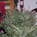 christmas-beer-tree-ornaments-33