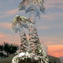 ice-palms