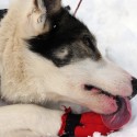 Iditarod Trail Sled Dog Race
