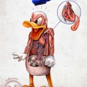 donald-duck-anatomy