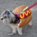 pets-in-costumes-26
