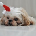 puppies-wearing-santa-hats-10