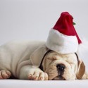puppies-wearing-santa-hats-11