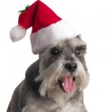 puppies-wearing-santa-hats-17