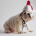 puppies-wearing-santa-hats-20