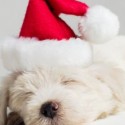 puppies-wearing-santa-hats-6