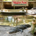 st-augustine-alligator-farm-6